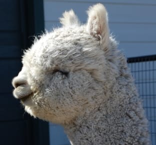 Alpaca Show at Livestock Show and Rodeo